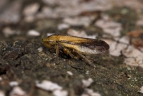 *(85360) La Philne spumeuse (Homoptre - Aphrophoridae - Philaenus spumarius)